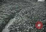 Image of Ancient methods of agriculture in the Middle East Middle East, 1936, second 36 stock footage video 65675072700