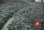 Image of Ancient methods of agriculture in the Middle East Middle East, 1936, second 37 stock footage video 65675072700