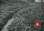 Image of Ancient methods of agriculture in the Middle East Middle East, 1936, second 38 stock footage video 65675072700