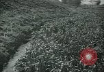 Image of Ancient methods of agriculture in the Middle East Middle East, 1936, second 39 stock footage video 65675072700