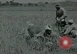 Image of Ancient methods of agriculture in the Middle East Middle East, 1936, second 43 stock footage video 65675072700