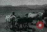 Image of Ancient methods of agriculture in the Middle East Middle East, 1936, second 56 stock footage video 65675072700