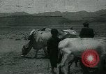 Image of Ancient methods of agriculture in the Middle East Middle East, 1936, second 58 stock footage video 65675072700