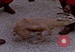 Image de gardes du palais Tunis Tunisie, 1959, de la seconde 32 séquences d'archives historiques vidéo 65675072709