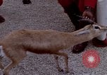 Image de gardes du palais Tunis Tunisie, 1959, de la seconde 33 séquences d'archives historiques vidéo 65675072709