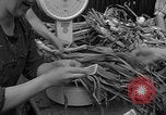 Image of German civilians Stuttgart Germany, 1945, second 30 stock footage video 65675072768