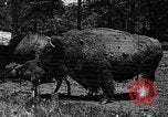 Image ranch United States USA, 1922, de la seconde 11 séquences d'archives historiques vidéo 65675072780