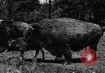 Image ranch United States USA, 1922, de la seconde 13 séquences d'archives historiques vidéo 65675072780