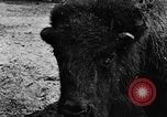 Image ranch United States USA, 1922, de la seconde 31 séquences d'archives historiques vidéo 65675072780