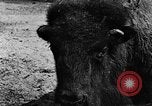 Image ranch United States USA, 1922, de la seconde 32 séquences d'archives historiques vidéo 65675072780