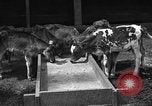 Image ranch United States USA, 1922, de la seconde 11 séquences d'archives historiques vidéo 65675072781