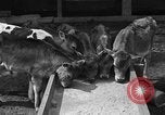 Image ranch United States USA, 1922, de la seconde 19 séquences d'archives historiques vidéo 65675072781