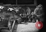 Image ranch United States USA, 1922, de la seconde 21 séquences d'archives historiques vidéo 65675072781