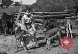 Image ranch United States USA, 1922, de la seconde 36 séquences d'archives historiques vidéo 65675072781