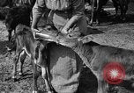 Image ranch United States USA, 1922, de la seconde 40 séquences d'archives historiques vidéo 65675072781