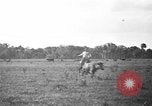 Image ranch United States USA, 1922, de la seconde 12 séquences d'archives historiques vidéo 65675072782
