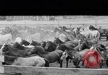 Image ranch United States USA, 1922, de la seconde 26 séquences d'archives historiques vidéo 65675072782