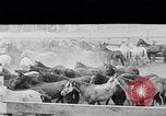 Image ranch United States USA, 1922, de la seconde 27 séquences d'archives historiques vidéo 65675072782