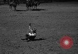 Image cowboy United States USA, 1922, de la seconde 44 séquences d'archives historiques vidéo 65675072783
