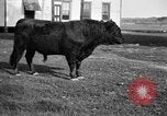 Image ranch United States USA, 1922, de la seconde 11 séquences d'archives historiques vidéo 65675072785