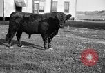 Image ranch United States USA, 1922, de la seconde 13 séquences d'archives historiques vidéo 65675072785