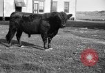 Image ranch United States USA, 1922, de la seconde 14 séquences d'archives historiques vidéo 65675072785
