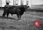 Image ranch United States USA, 1922, de la seconde 15 séquences d'archives historiques vidéo 65675072785