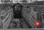 Image ranch United States USA, 1922, de la seconde 35 séquences d'archives historiques vidéo 65675072785