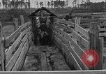 Image ranch United States USA, 1922, de la seconde 38 séquences d'archives historiques vidéo 65675072785