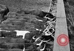 Image ranch United States USA, 1922, de la seconde 41 séquences d'archives historiques vidéo 65675072786