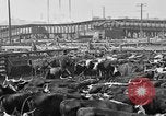Image ranch United States USA, 1922, de la seconde 59 séquences d'archives historiques vidéo 65675072786