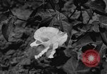 Image ferme expérimentale Luther Burbank United States USA, 1920, de la seconde 9 séquences d'archives historiques vidéo 65675072789