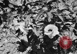 Image ferme expérimentale Luther Burbank United States USA, 1920, de la seconde 11 séquences d'archives historiques vidéo 65675072789