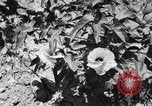Image ferme expérimentale Luther Burbank United States USA, 1920, de la seconde 12 séquences d'archives historiques vidéo 65675072789