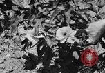 Image ferme expérimentale Luther Burbank United States USA, 1920, de la seconde 19 séquences d'archives historiques vidéo 65675072789