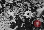 Image ferme expérimentale Luther Burbank United States USA, 1920, de la seconde 20 séquences d'archives historiques vidéo 65675072789