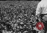 Image ferme expérimentale Luther Burbank United States USA, 1920, de la seconde 24 séquences d'archives historiques vidéo 65675072789