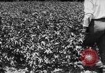 Image ferme expérimentale Luther Burbank United States USA, 1920, de la seconde 25 séquences d'archives historiques vidéo 65675072789