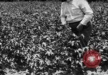 Image ferme expérimentale Luther Burbank United States USA, 1920, de la seconde 26 séquences d'archives historiques vidéo 65675072789