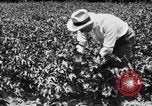Image ferme expérimentale Luther Burbank United States USA, 1920, de la seconde 27 séquences d'archives historiques vidéo 65675072789