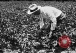 Image ferme expérimentale Luther Burbank United States USA, 1920, de la seconde 28 séquences d'archives historiques vidéo 65675072789
