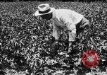 Image ferme expérimentale Luther Burbank United States USA, 1920, de la seconde 29 séquences d'archives historiques vidéo 65675072789