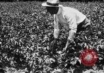 Image ferme expérimentale Luther Burbank United States USA, 1920, de la seconde 30 séquences d'archives historiques vidéo 65675072789