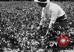Image ferme expérimentale Luther Burbank United States USA, 1920, de la seconde 31 séquences d'archives historiques vidéo 65675072789