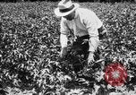 Image ferme expérimentale Luther Burbank United States USA, 1920, de la seconde 32 séquences d'archives historiques vidéo 65675072789