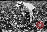 Image ferme expérimentale Luther Burbank United States USA, 1920, de la seconde 33 séquences d'archives historiques vidéo 65675072789