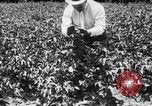 Image ferme expérimentale Luther Burbank United States USA, 1920, de la seconde 34 séquences d'archives historiques vidéo 65675072789