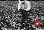 Image ferme expérimentale Luther Burbank United States USA, 1920, de la seconde 35 séquences d'archives historiques vidéo 65675072789