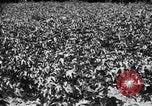 Image ferme expérimentale Luther Burbank United States USA, 1920, de la seconde 37 séquences d'archives historiques vidéo 65675072789