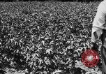 Image ferme expérimentale Luther Burbank United States USA, 1920, de la seconde 38 séquences d'archives historiques vidéo 65675072789